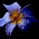 Acrylic Painting Evening Class w/ Myke Magyck 2/25/21